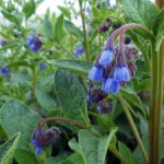 Blaue Blumen am Ufer