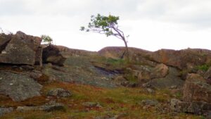 Schiefer Baum