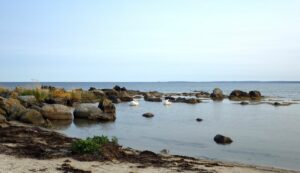 Schwäne am Strand