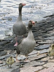 Gänsefamilie an der Trave