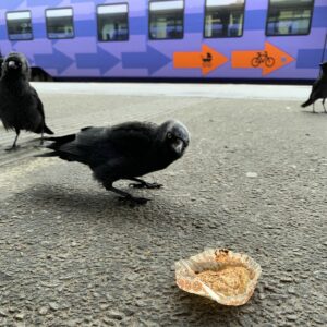 Kuschlige Dohlen am Bahnhof in Lund