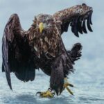 Skatender Adler