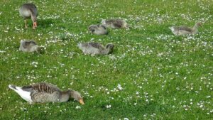 ... und auch alle meine Gänschen