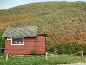 Kleine Hütte und Mohnblumen am Hafen