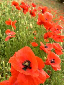 Die Mohnblumen leuchten erstaunlich rot