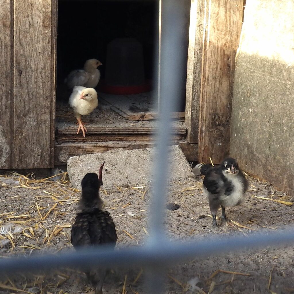 Nein, wir wollen noch nicht ins Nest. Draußen ist es viel interessanter.