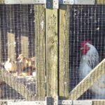 Gänseküken und Hahn
