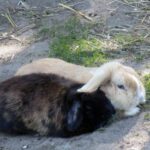Zwei liebevolle Kaninchen in Tothaven