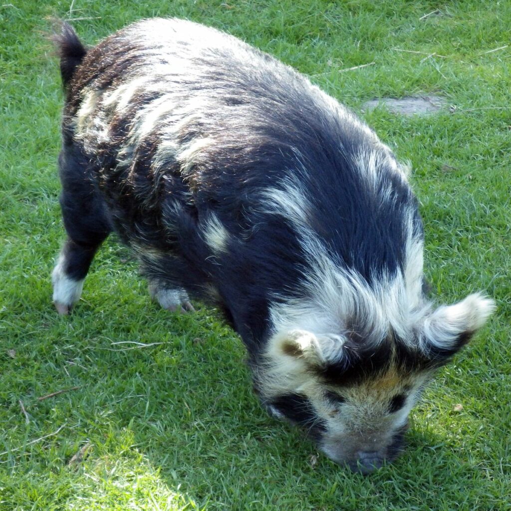 Dieses Wollschein liebt das grüne Gras in Tothaven
