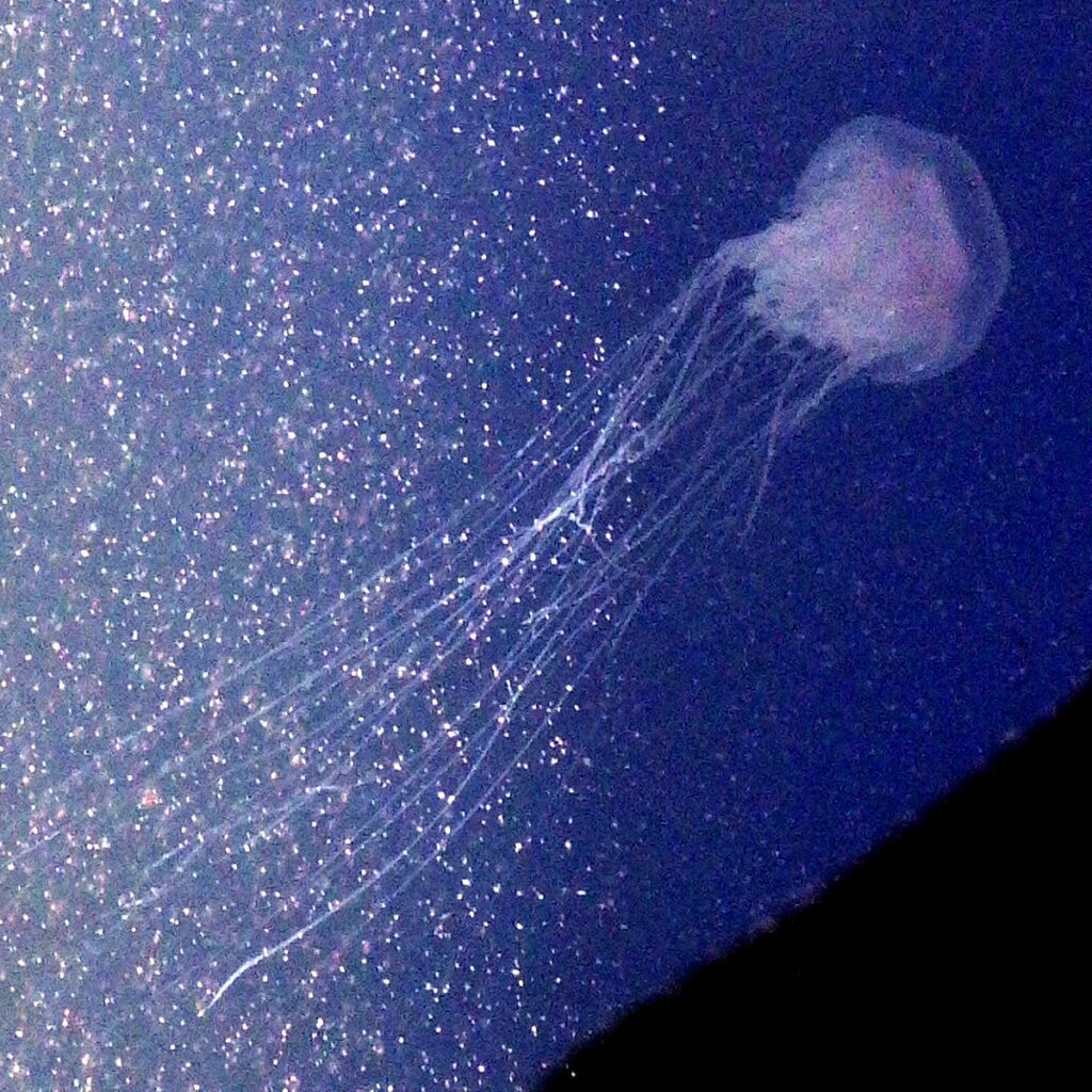 Beim Warten auf die Klappbrück trieben viele kleine weiße "Fetzen" durch das Wasser. Da wir etwas Zeit zum Beobachten hatten, war schnell klar, dass es sich um viele kleine Feuerquallen handelt. Auch hier im Hafen wimmelt es von kleinen Feuerquallen.