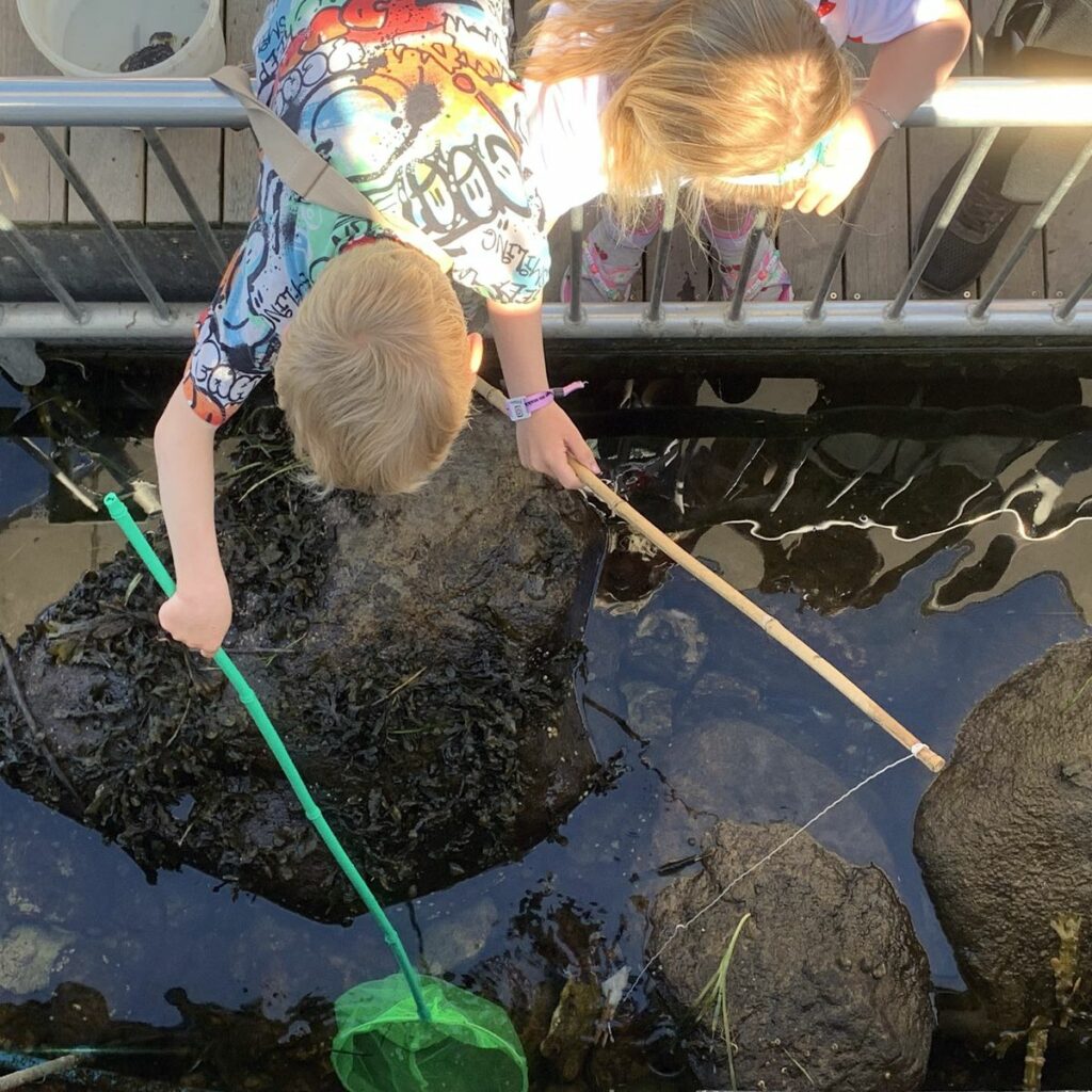 Kinder angeln Krebse im Hafen von Hundested, um sie anschließend um die Wette zurück ins Wasser krabbeln zu lassen.