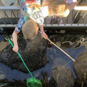 Kinder angeln Krebse im Hafen von Hundested, um sie anschließend um die Wette zurück ins Wasser krabbeln zu lassen.