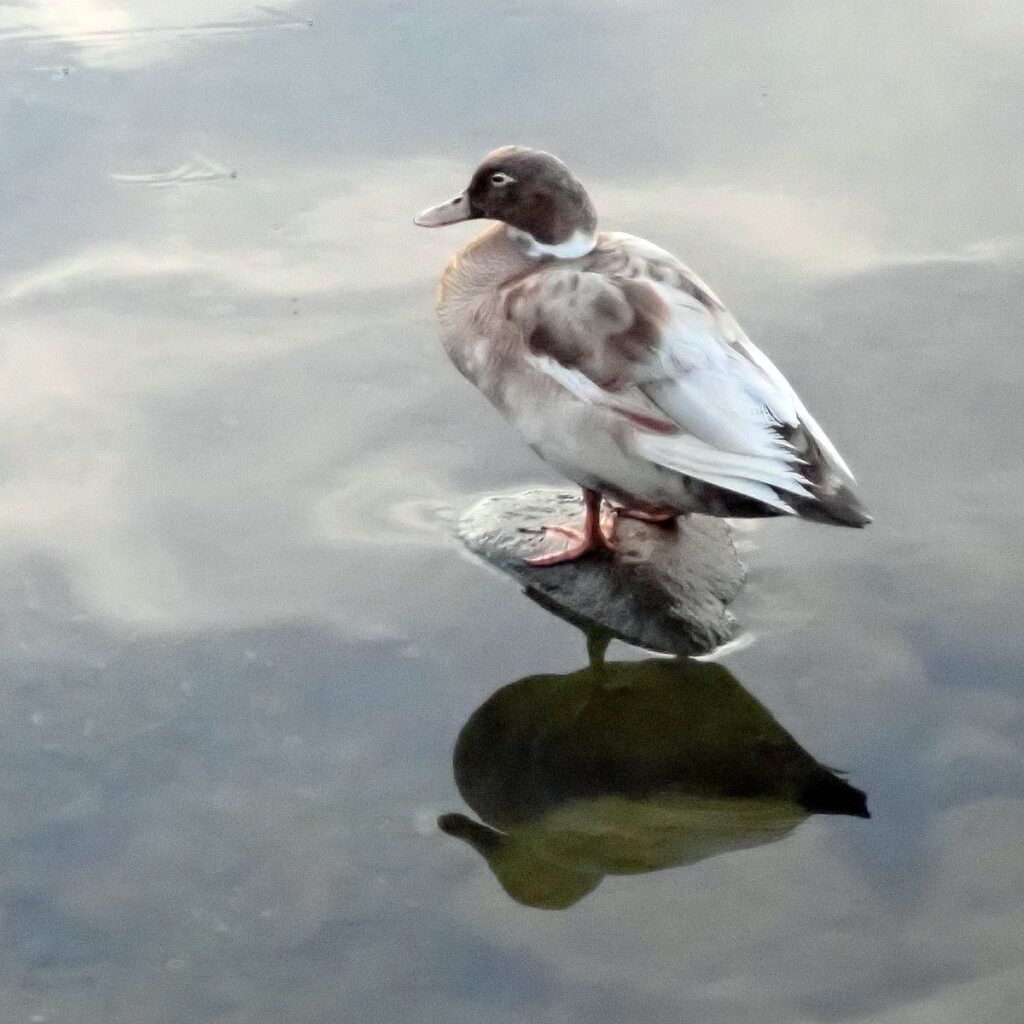 Eine ungewöhnliche Ente im Hafen von Roskilde. Sie ist etwas größer als "normale" Stockenten.