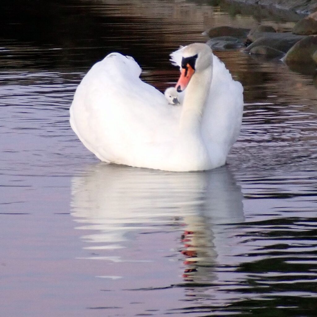 Ein Schwan mit Küken auf dem Rücken im Hafen von Roskilde