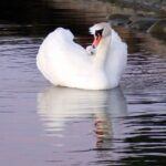 Ein Schwan mit Küken auf dem Rücken im Hafen von Roskilde